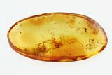 Fossil Spider (Araneae) & Springtail (Collembola) in Baltic Amber #270615-1